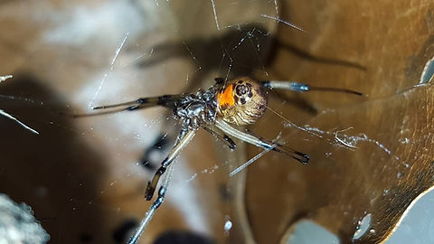 Spider
