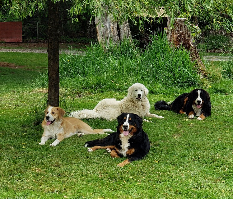 my dogs in yard.jpg