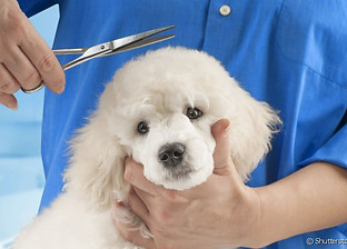 27509-tosar-cachorro-requer-um-cuidado-especia-articles_media_mobile-1.jpg