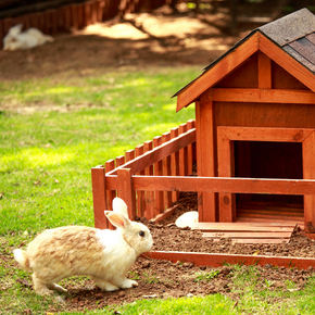 Rabbit fleas & flystrike – spring dangers for your pet