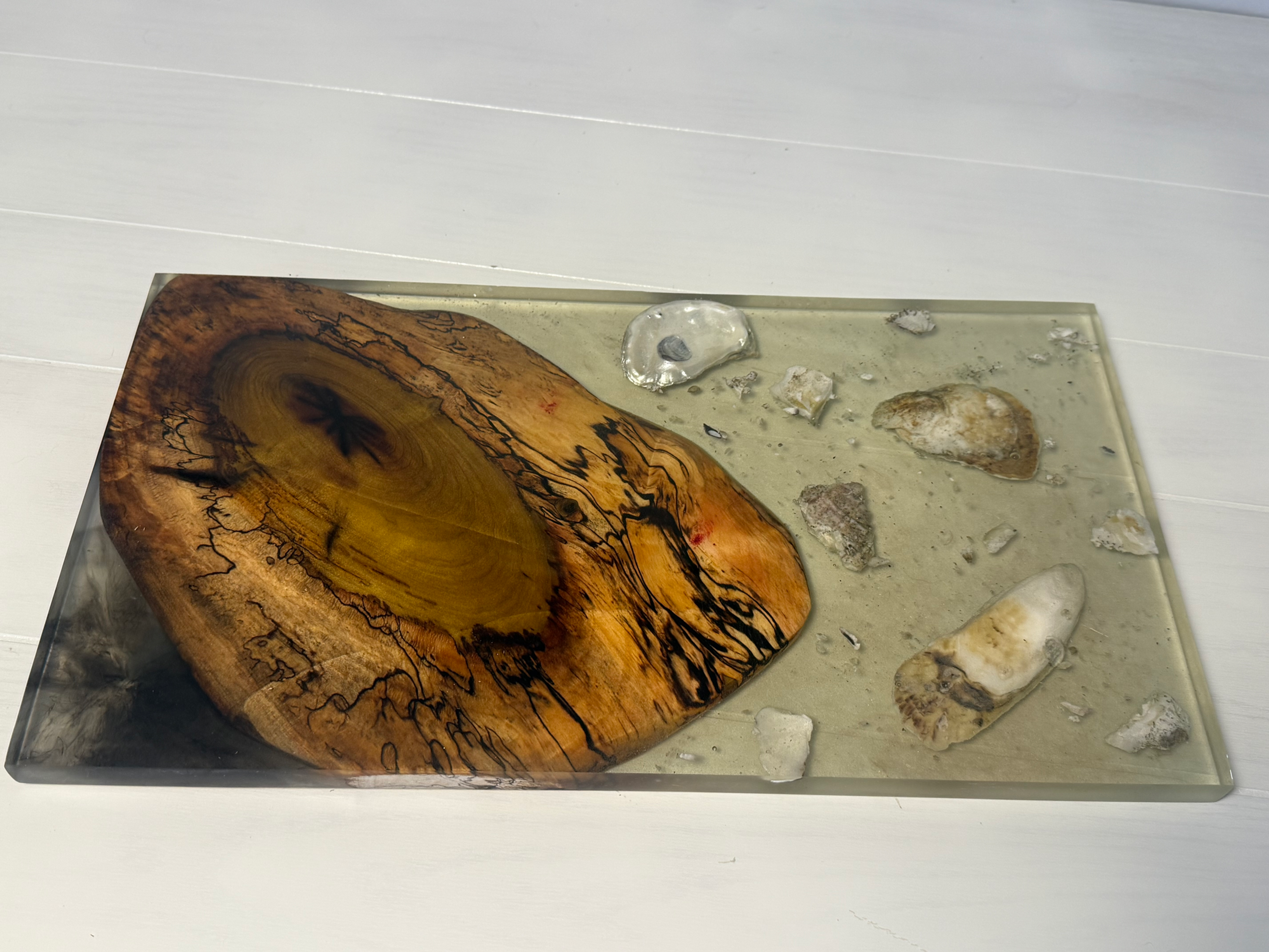 Spalted poplar cookie with oysters