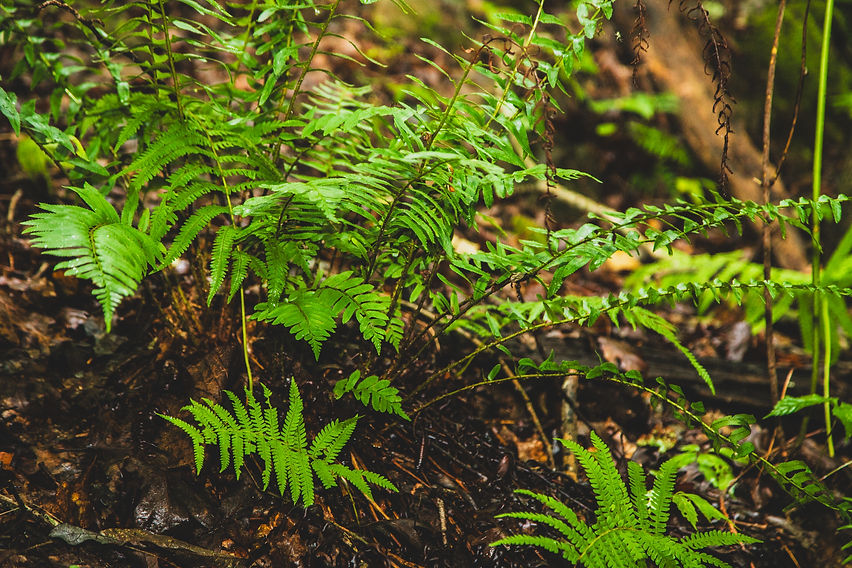 Web Nature PIcs-10.jpg