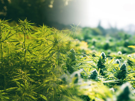 CÁÑAMO Y MARIHUANA… Misma especie, diferentes plantas.