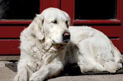 NEWLUCK Quality Sweet APPLE