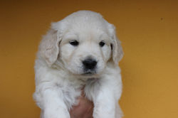 NEWLUCK golden hvalpe R-kuld