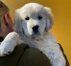 NEWLUCK CARMEN & BONUS 2022 (M-KULD)