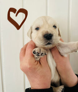 O-KULD SENTA & INDY 2023