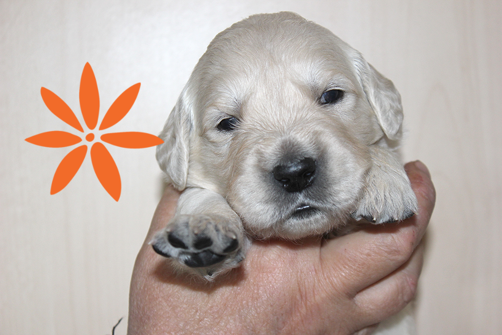 NEWLUCK Golden retrieverhvalpe FILHA
