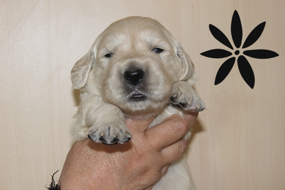 NEWLUCK Golden retrieverhvalpe FILHA