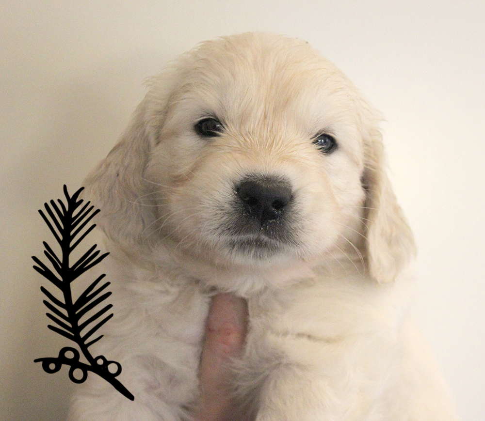 NEWLUCK Golden Retriever hvalpe