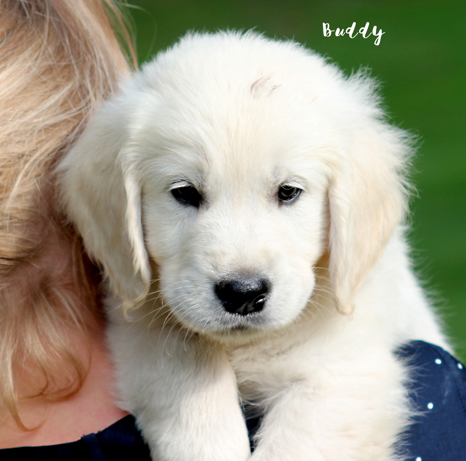 TOSCA_BUDDY