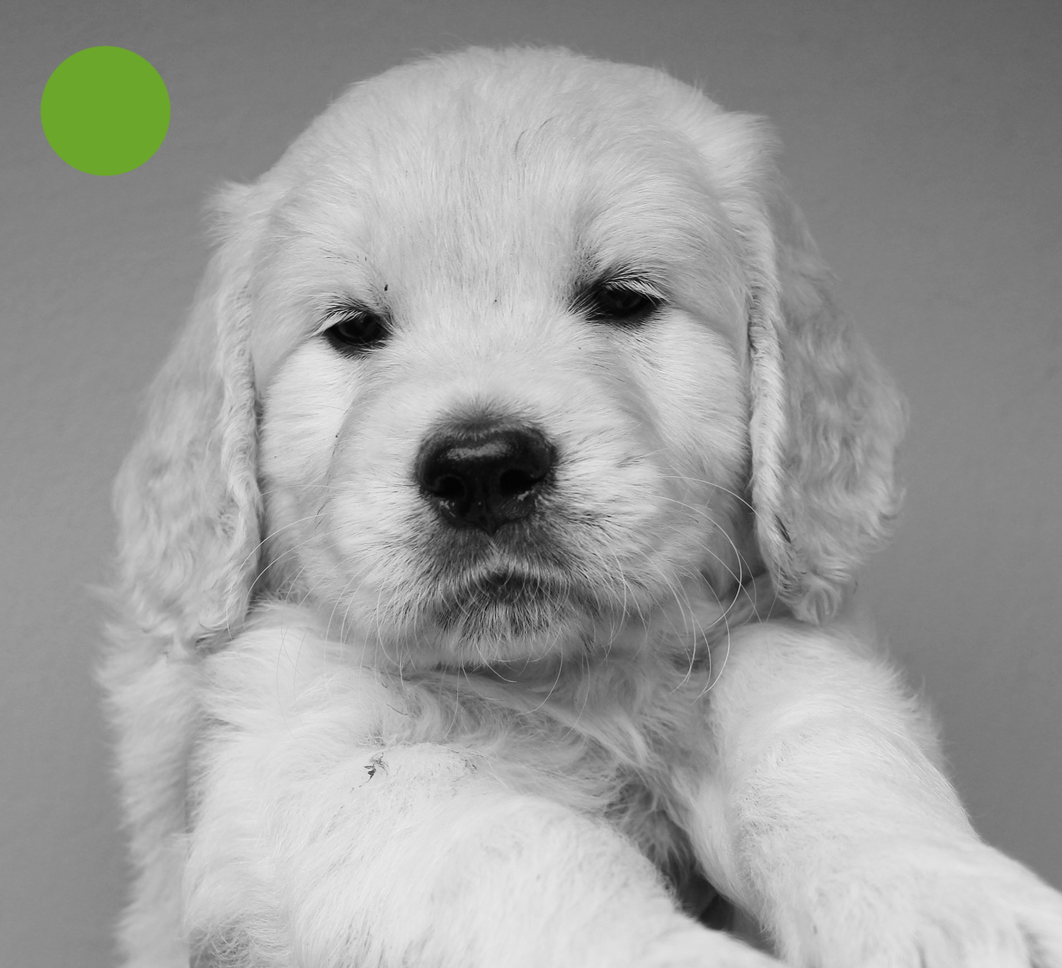 NEWLUCK Golden retrieverhvalpe FILHA