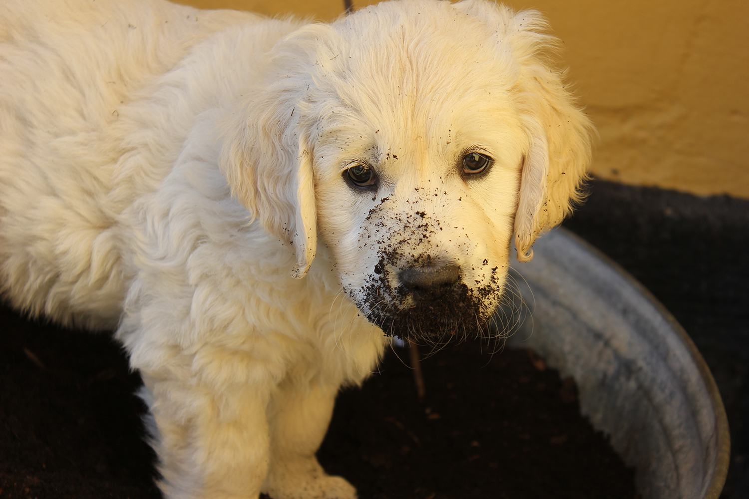 NEWLUCK Golden Retriever hvalpe