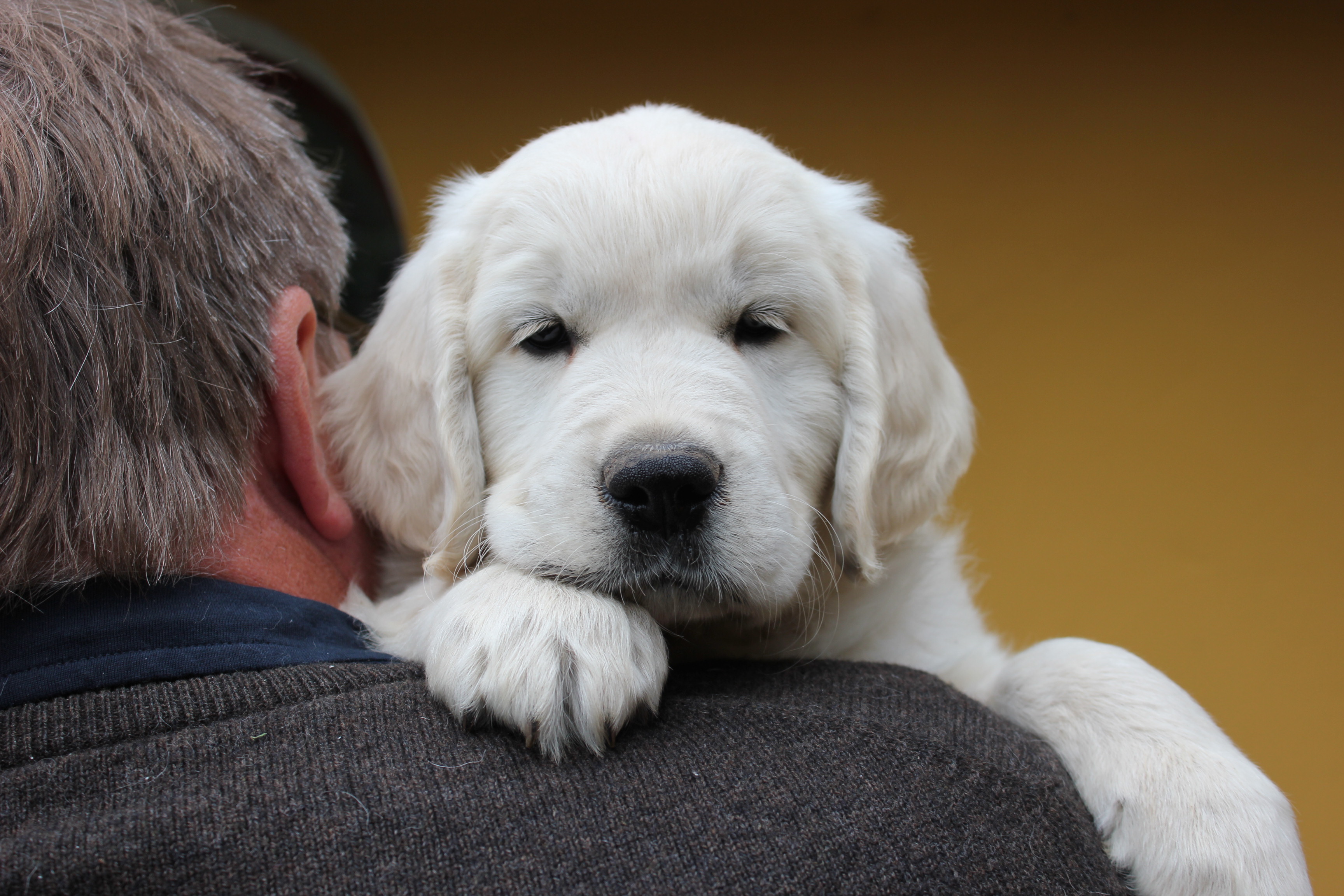 NEWLUCK golden retriever hvalpe