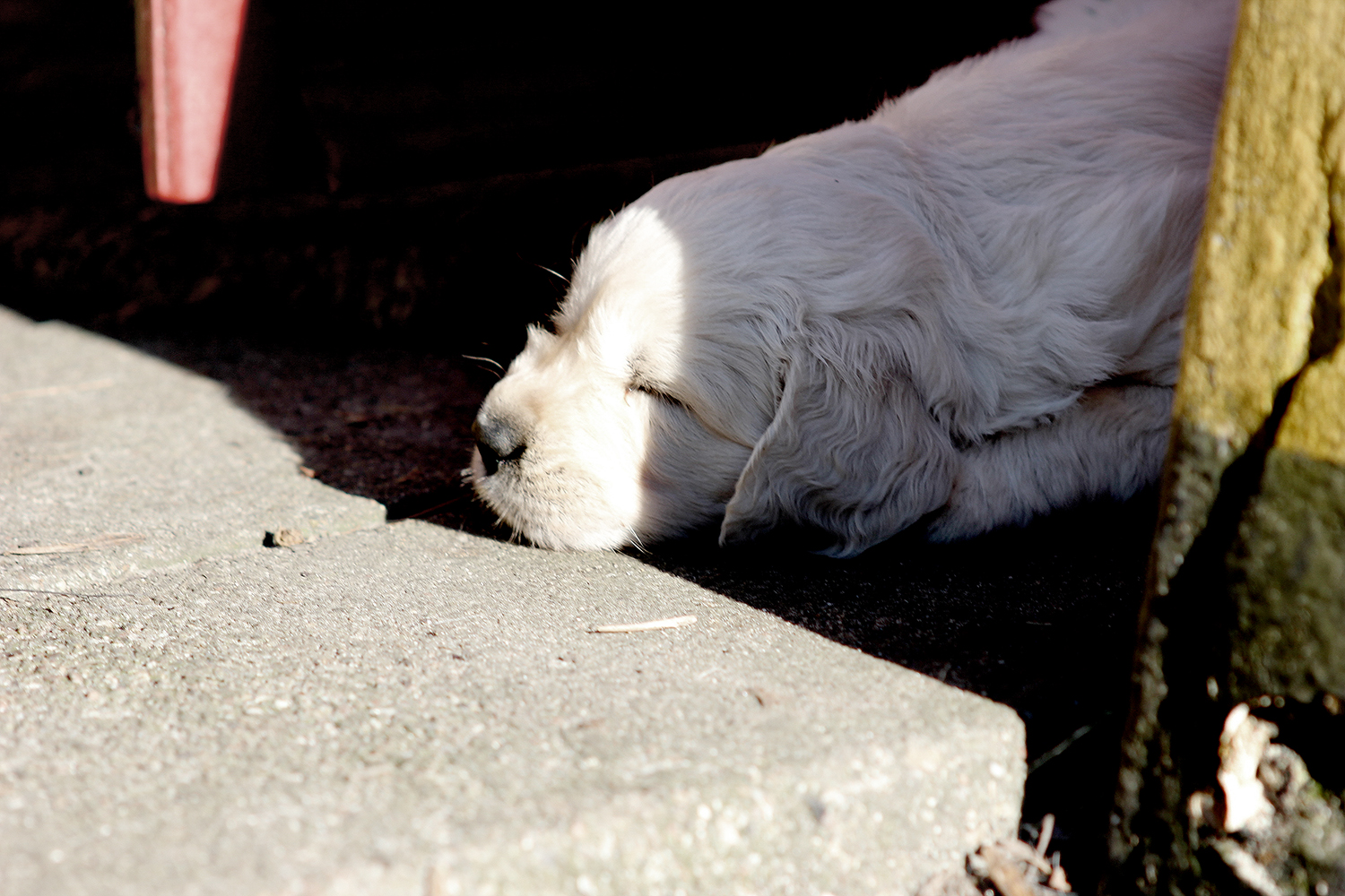 NEWLUCK Golden retriever hvalpe