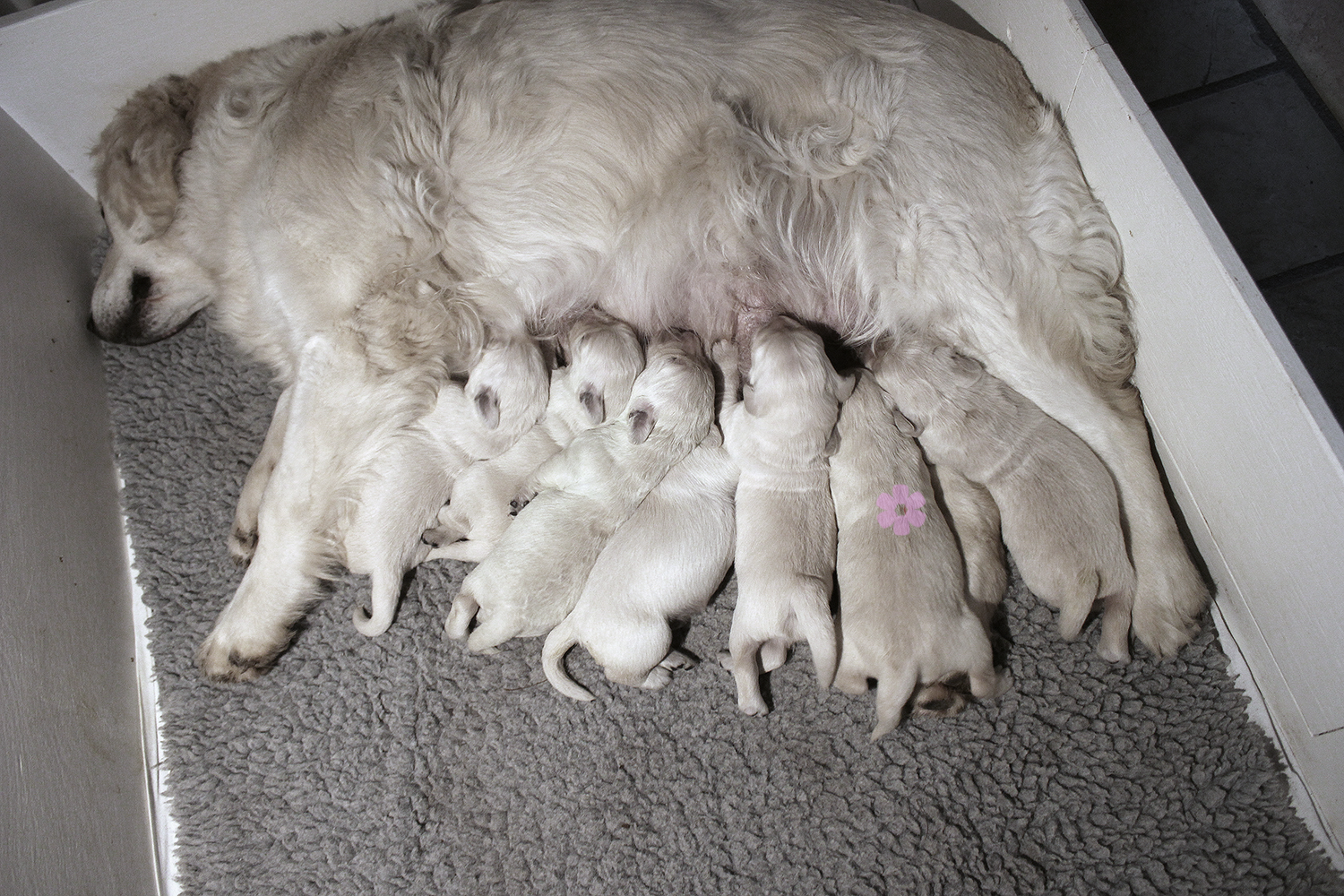 NEWLUCK golden retriever hvalpe