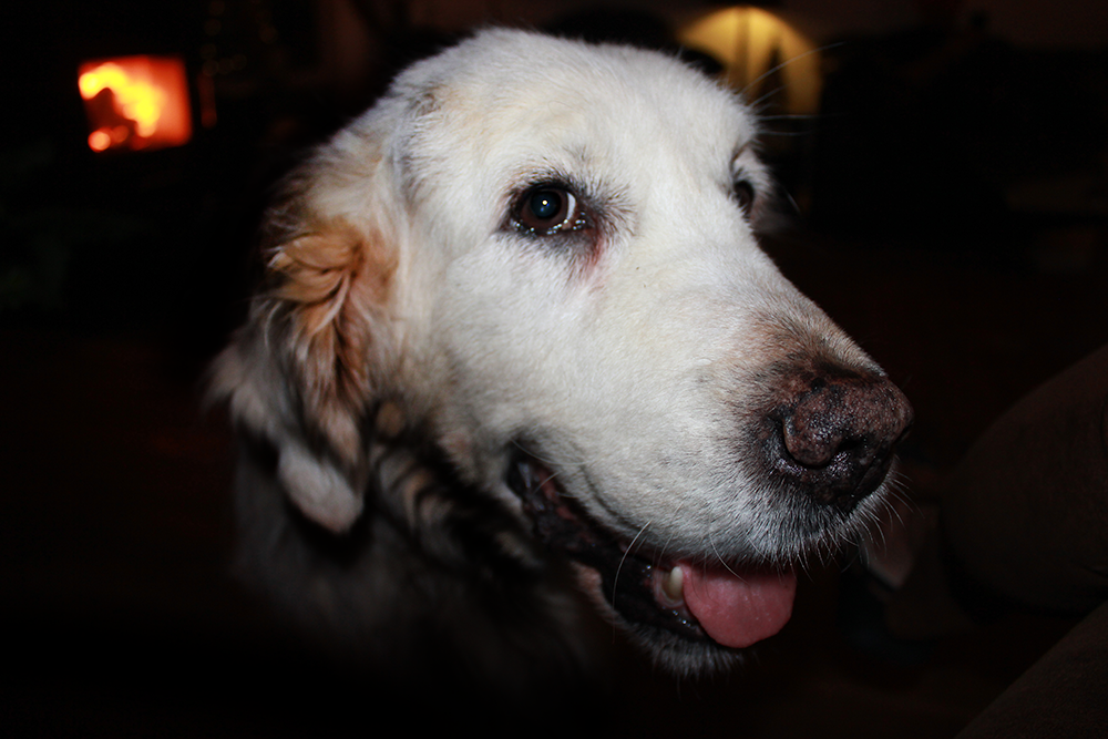 NEWLUCK Golden Retriever hvalpe