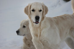 NEWLUCK Ocean Amber | FILHA