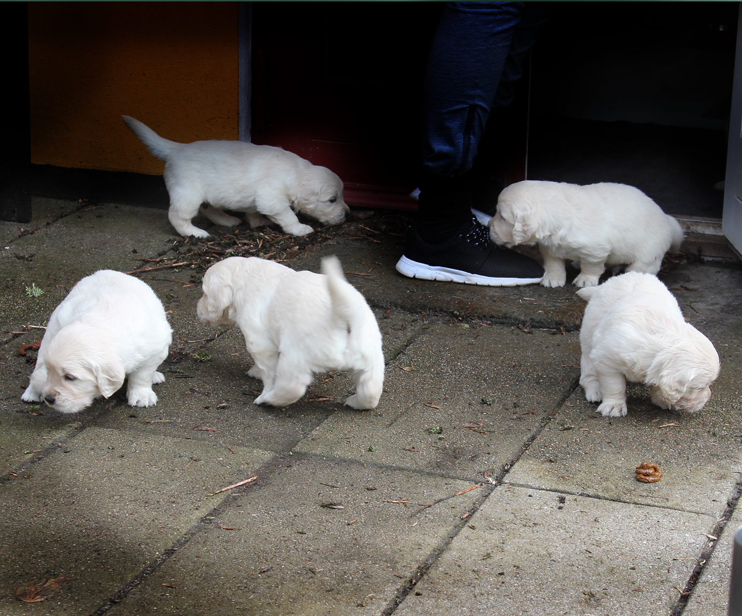 NEWLUCK Golden retrieverhvalpe FILHA