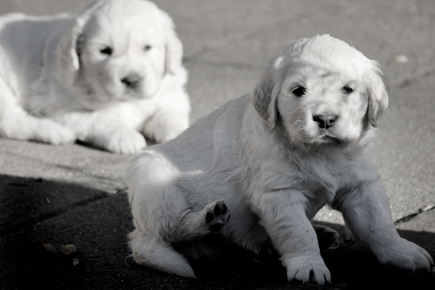 NEWLUCK Golden retriever hvalpe