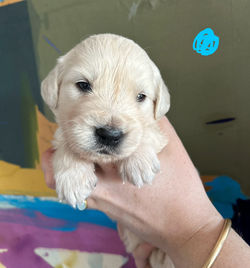 Golden retriever hvalpe efter NEWLUCK ISOLDE og JASPER