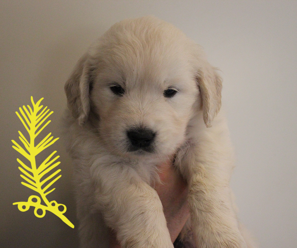 NEWLUCK Golden Retriever hvalpe