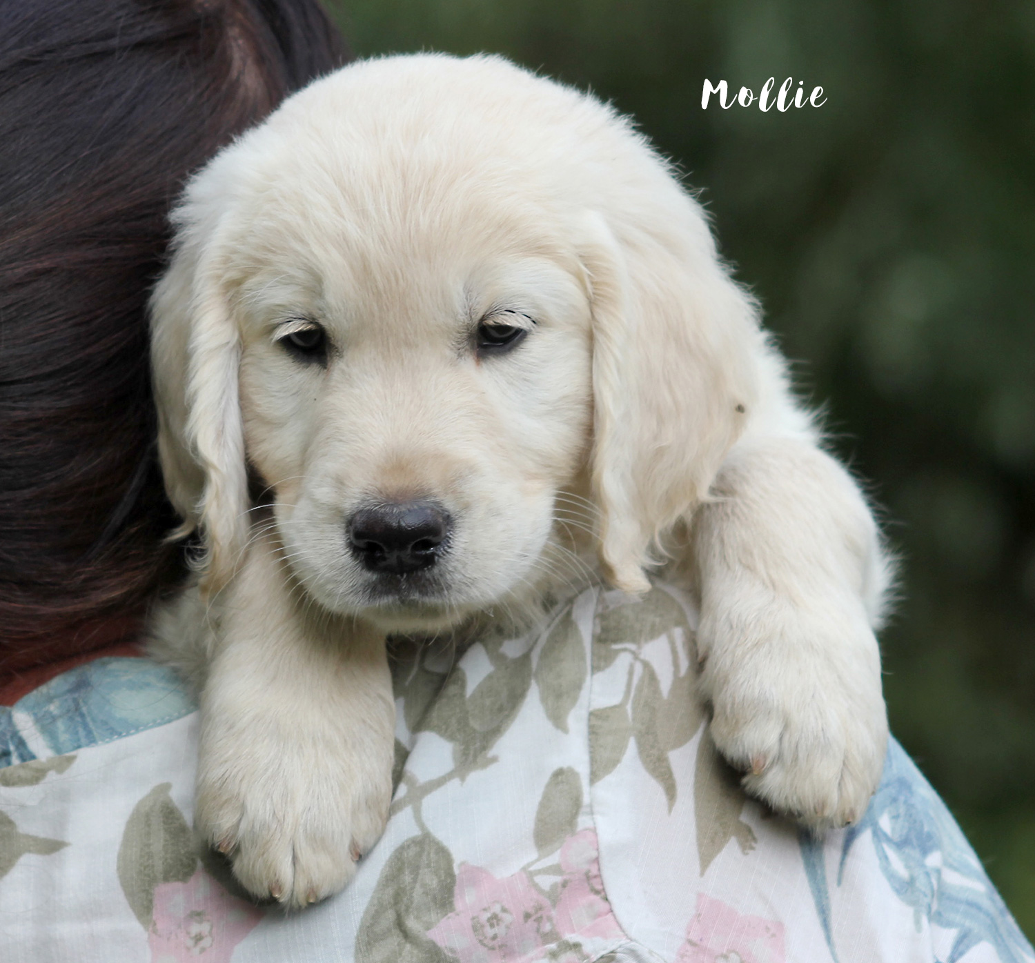 APPLE_MOLLIE