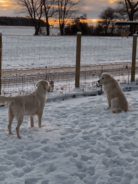 Kennel NEWLUCK Golden Retriever