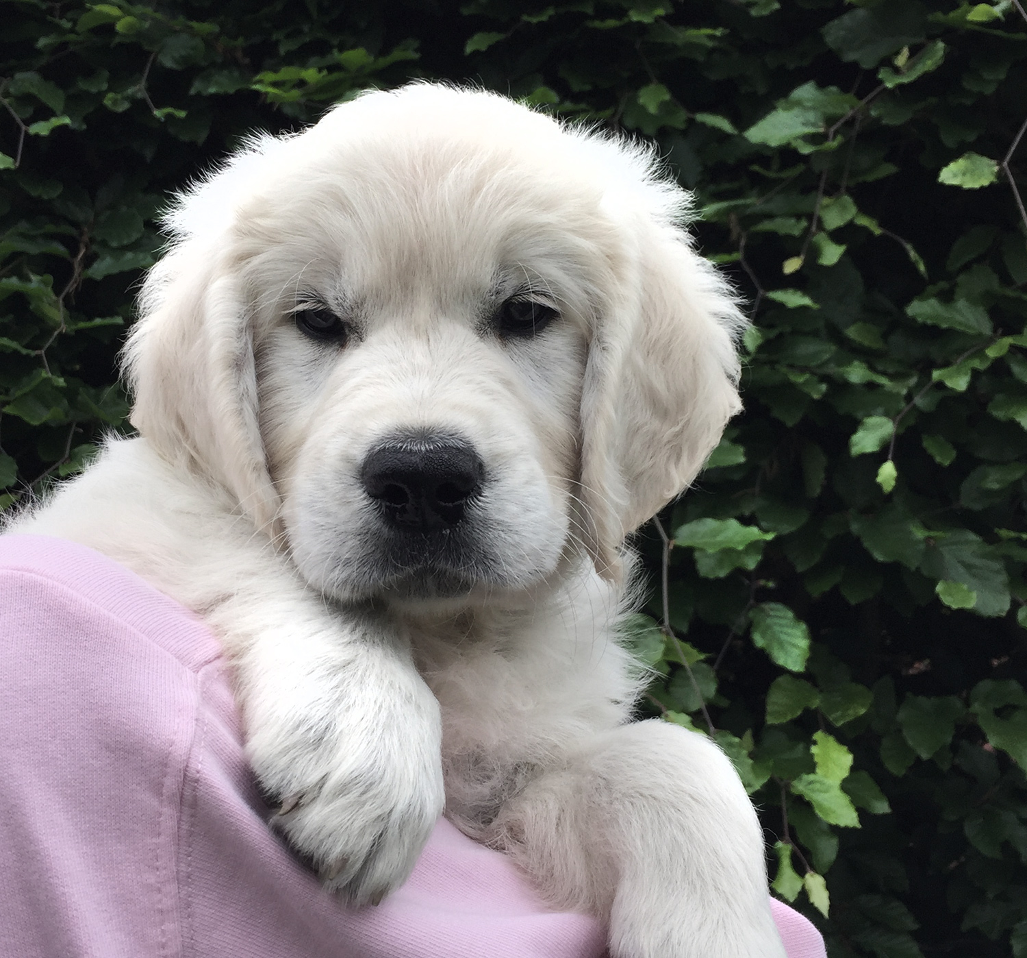 NEWLUCK golden retriever hvalpe