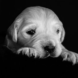 NEWLUCK hvalpe efter CARMEN & ROBIN 2021