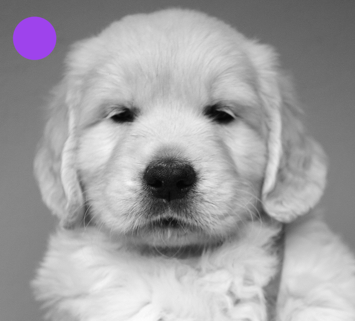 NEWLUCK Golden retrieverhvalpe FILHA