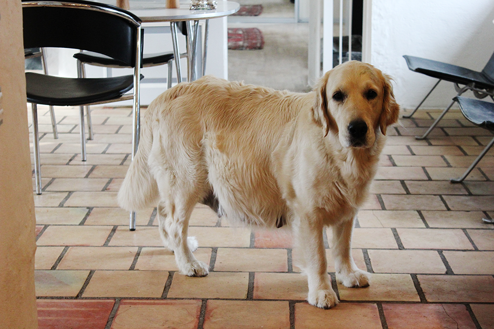 NEWLUCK Golden retrieverhvalpe FILHA