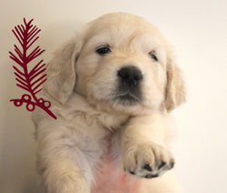 NEWLUCK Golden Retriever hvalpe