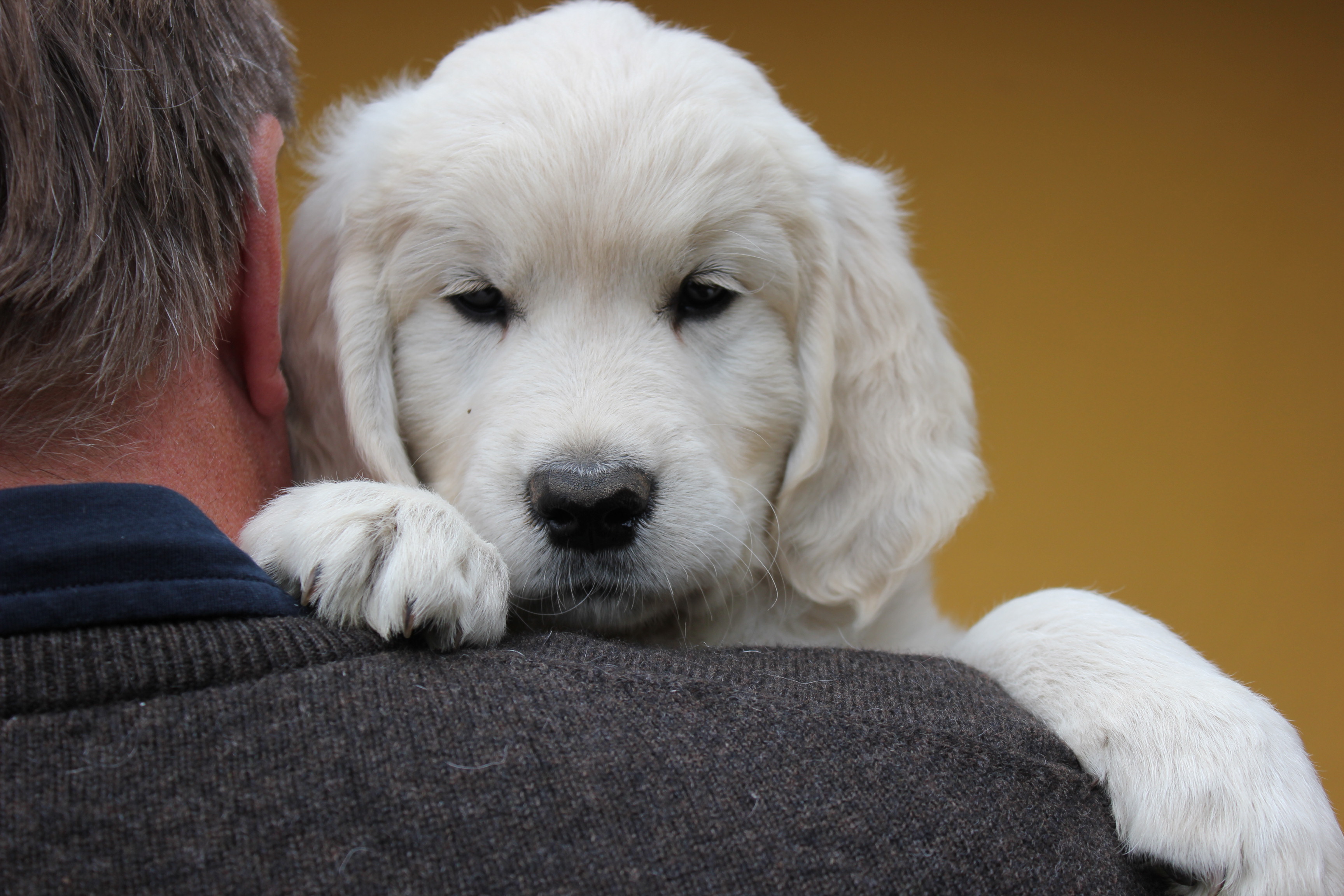 NEWLUCK golden retriever hvalpe