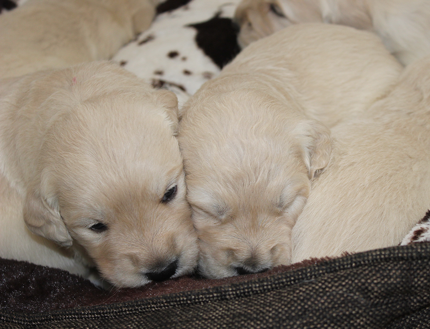 NEWLUCK Golden retrieverhvalpe FILHA
