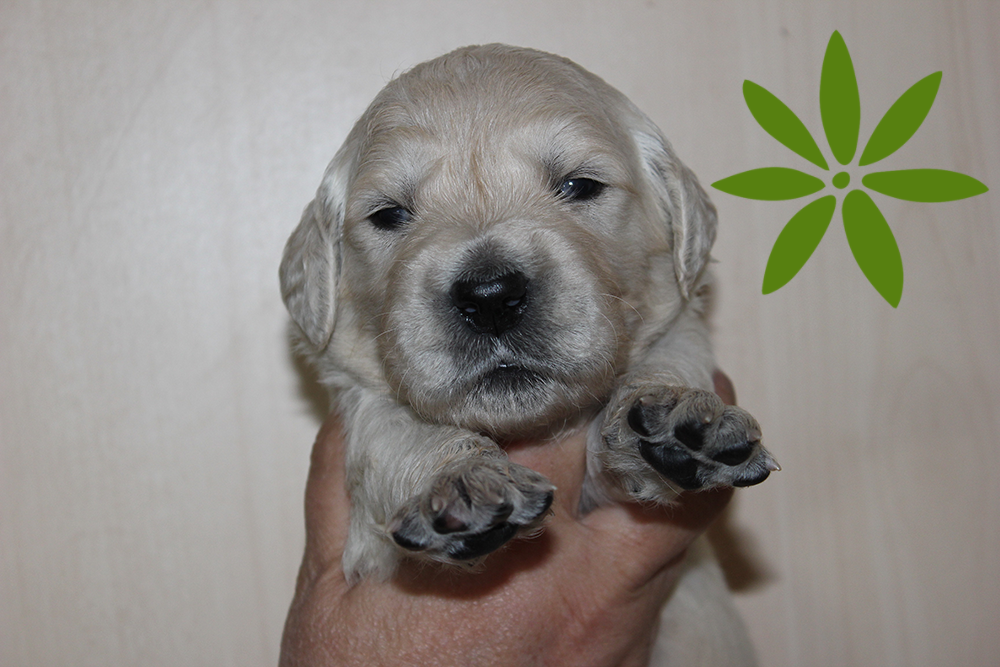 NEWLUCK Golden retrieverhvalpe FILHA