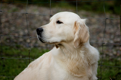 NEWLUCK Ocean Amber | FILHA