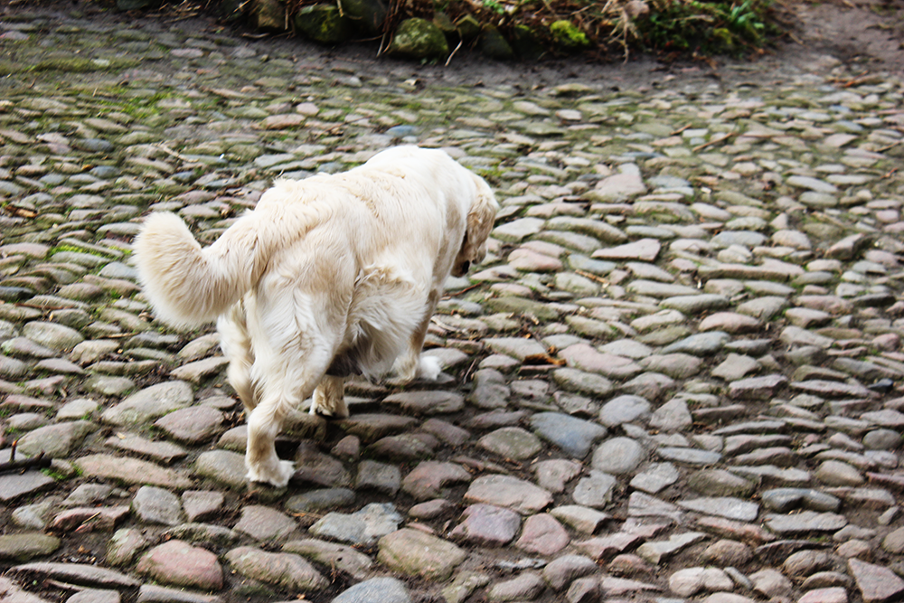 NEWLUCK Golden retrieverhvalpe FILHA