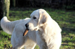 NEWLUCK Ocean Amber | FILHA