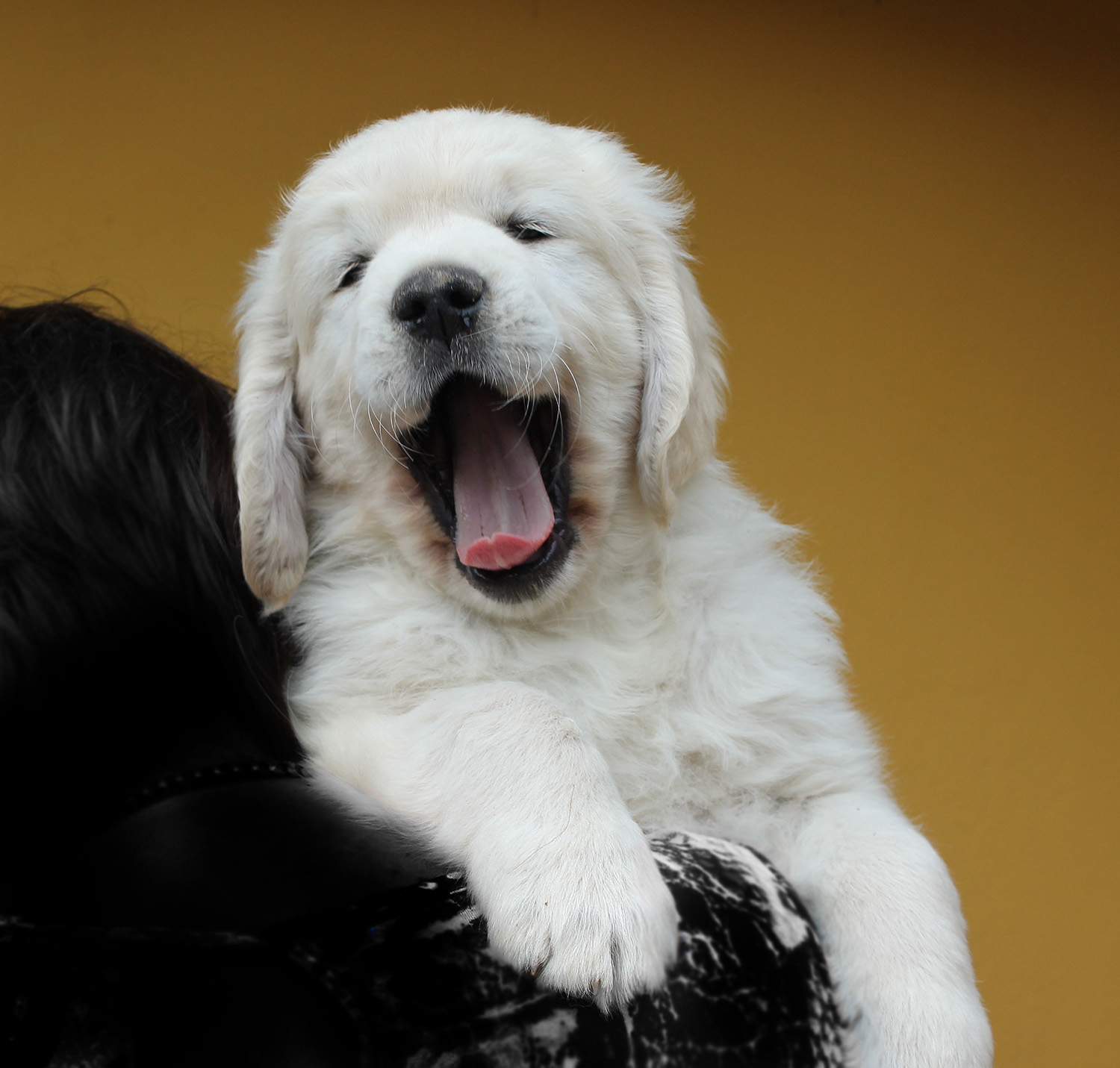 NEWLUCK golden retriever hvalpe
