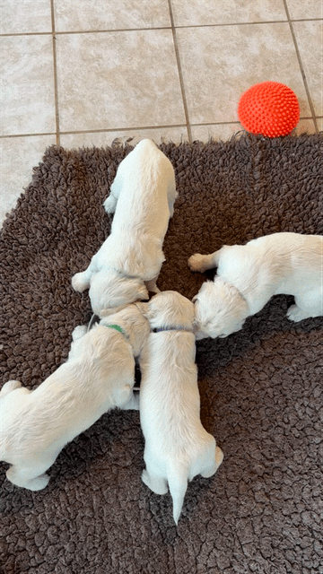 NEWLUCK R-KULD ISOLDE/JASPER