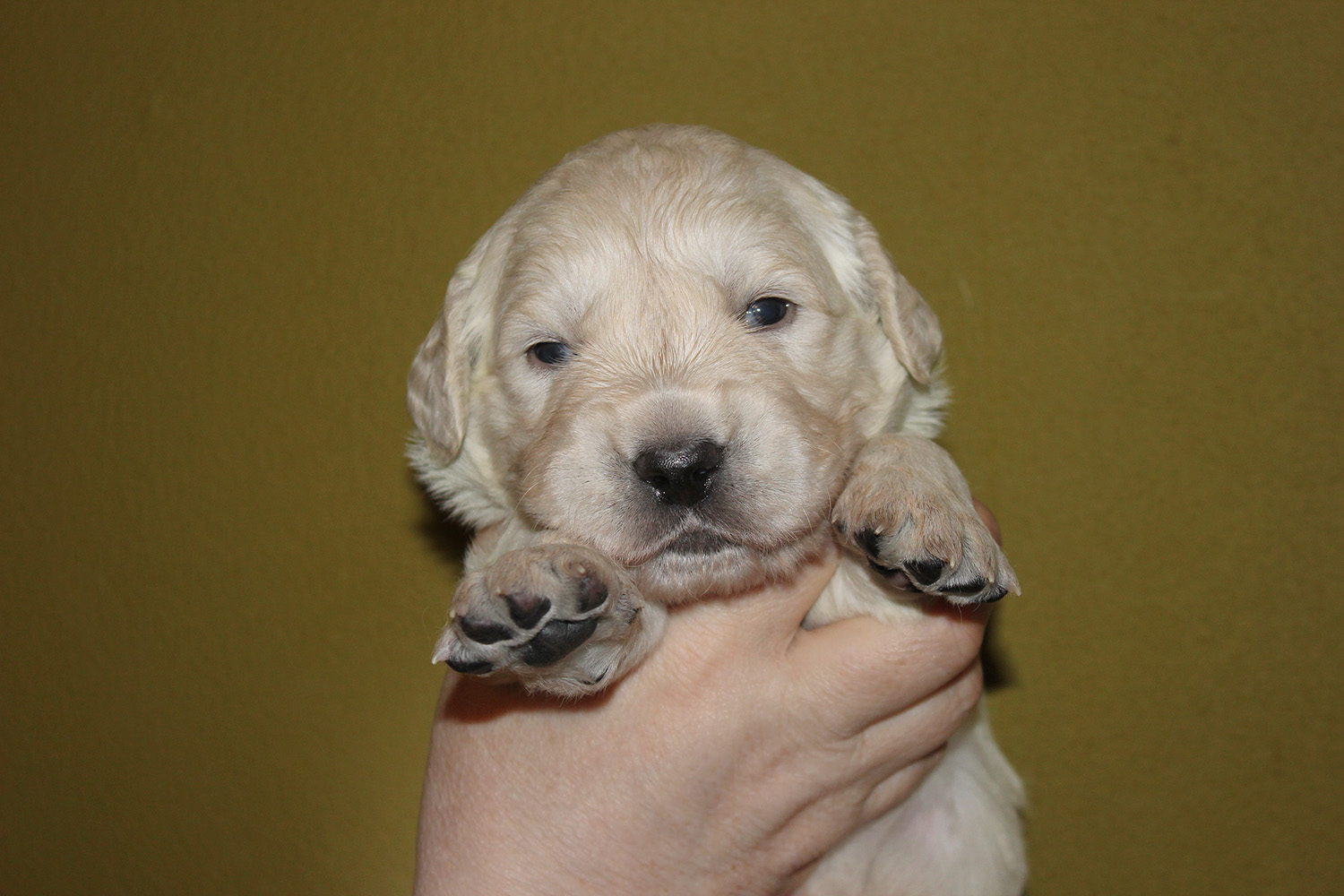NEWLUCK Golden retriever hvalpe