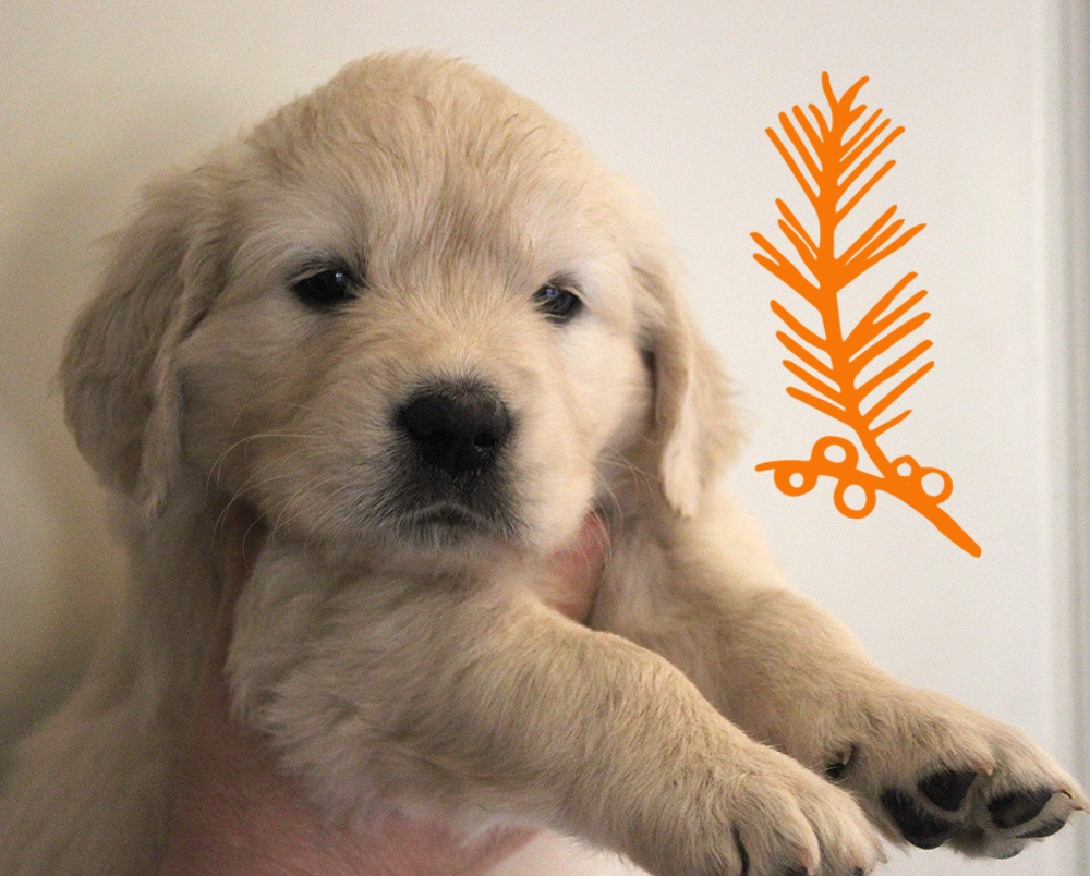 NEWLUCK Golden Retriever hvalpe