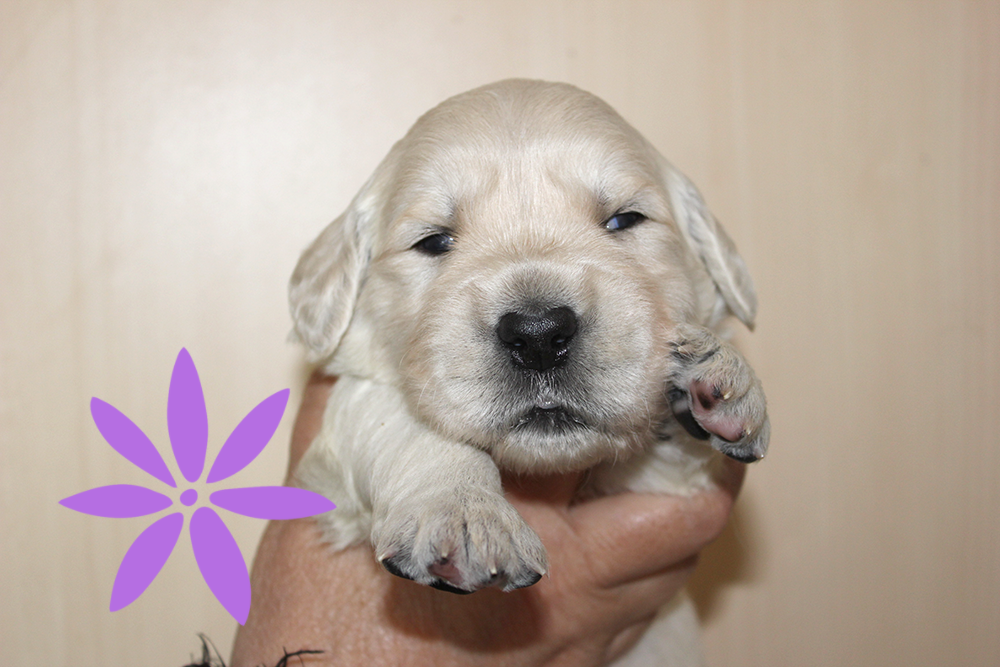 NEWLUCK Golden retrieverhvalpe FILHA