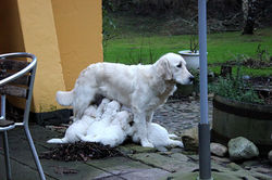 NEWLUCK Golden Reriever hvalpe