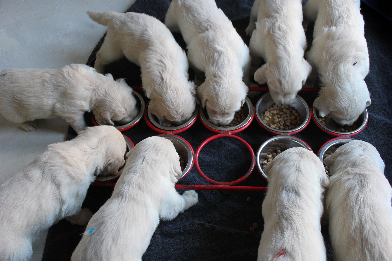 NEWLUCK Golden retrieverhvalpe FILHA