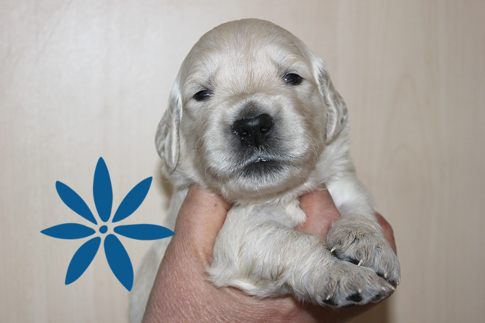 NEWLUCK Golden retrieverhvalpe FILHA