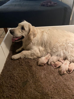 SENTA & BONUS 2021 J-KULD