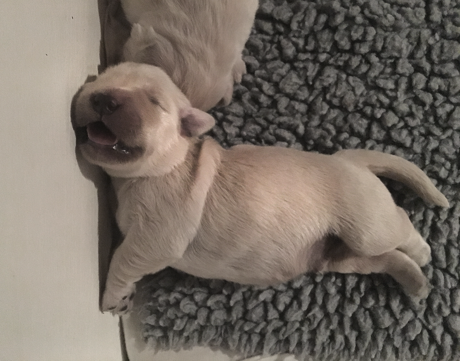 NEWLUCK golden retriever hvalpe