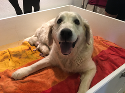 NEWLUCK Hvalpe efter NUKA & TOBIAS